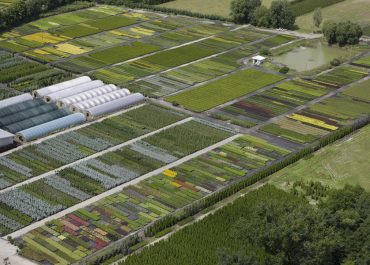 szkółka roślin sprzedaż hurtowa