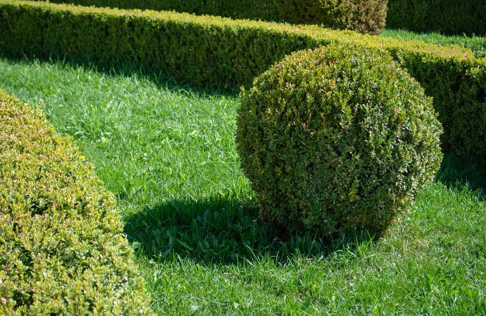 Topiary w ogrodzie