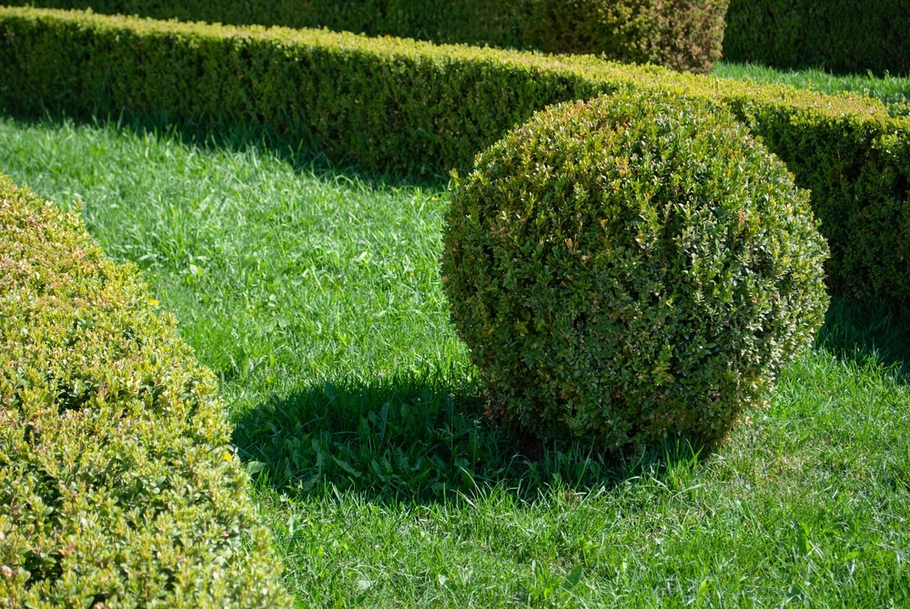 Topiary w ogrodzie